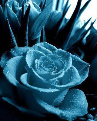 Rose bleue avec ses goutelettes